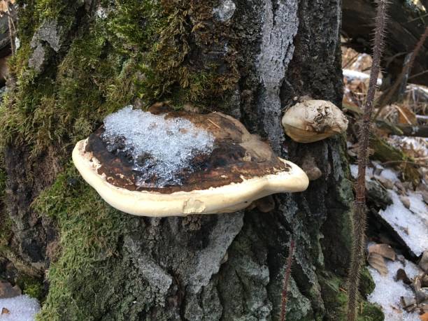 istock Fomitopsis Bracket Fungus Mushroom On Tree 2188245950