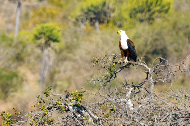 istock African fish eagle, Kruger National Park, South Africa 2188246032