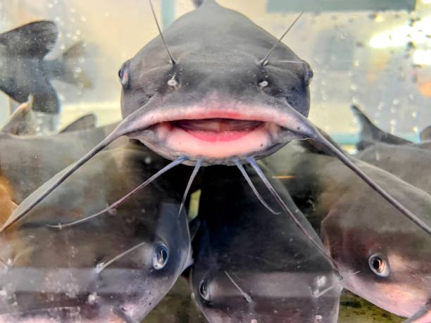 istock Live Catfish in seafood tank 2188247053