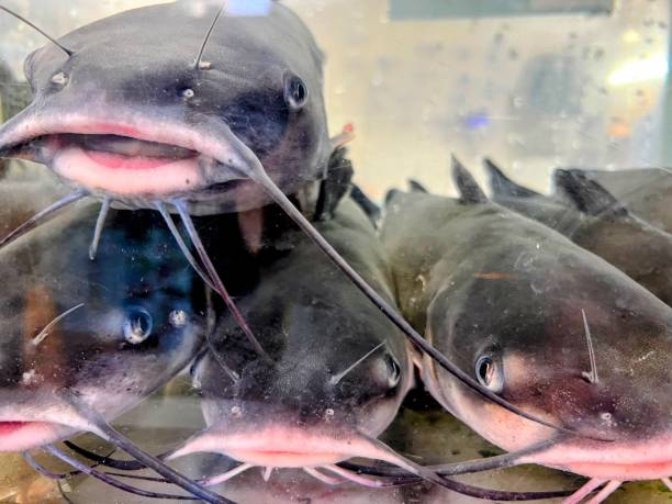 istock Live Catfish in seafood tank 2188247063