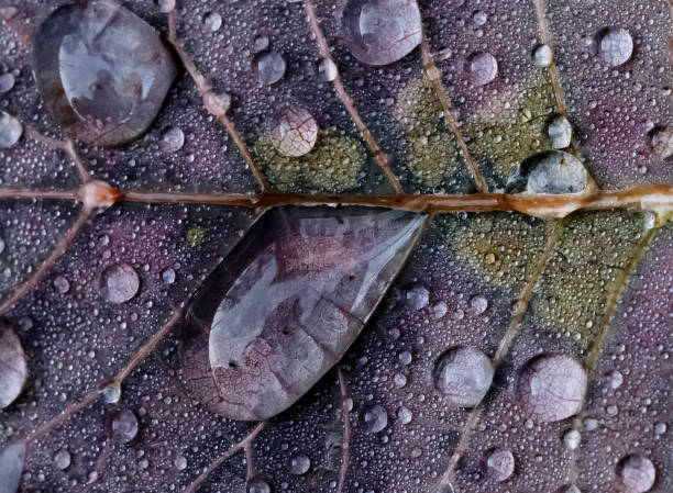 Raindrops on a brown leaf. The extreme close up shows the way the raindrops magnify the veins on the leaf. The leaf is also mildly discolored from age and weather. Perfect autumn leaf on an rainy afternoon