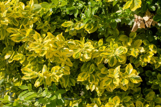 istock Spring yellow-green background from decorative bush in warm sunlight. 2188250721