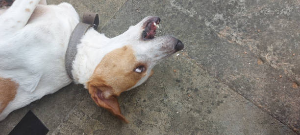 istock Beagle dog  on the cement floor 2188252728