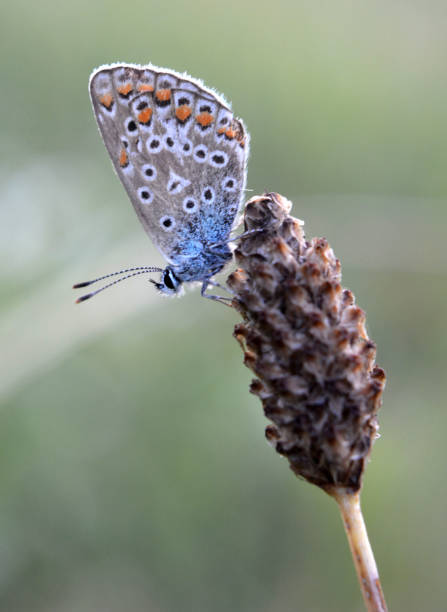 istock A butterfly from the family lycaenidae 2188254839