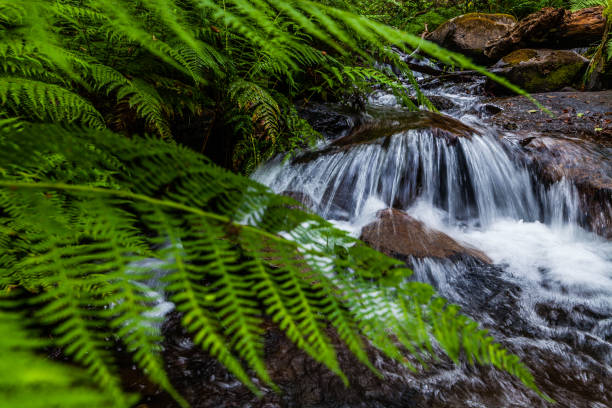 A tranquil forest scene with a small waterfall cascading over rocks, framed by lush green ferns
