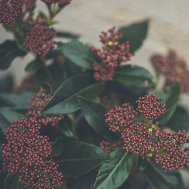 Durilo is a medium-sized evergreen shrub with abundant flowering and decorative fruits. It is hardy and resistant to cold. Its flowers are white and slightly fragrant, very abundant and resistant.