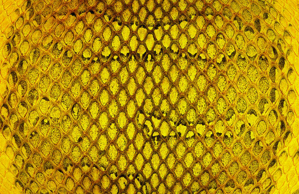 istock Yellow snake skin texture, as background. Natural reptile leather. 2188259218