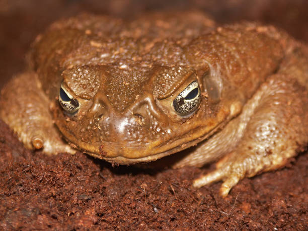 istock Facial closeup on a large bulky Blomberg's or Colombian giant toad, Rhaebo or Bufo blombergi 2188259360