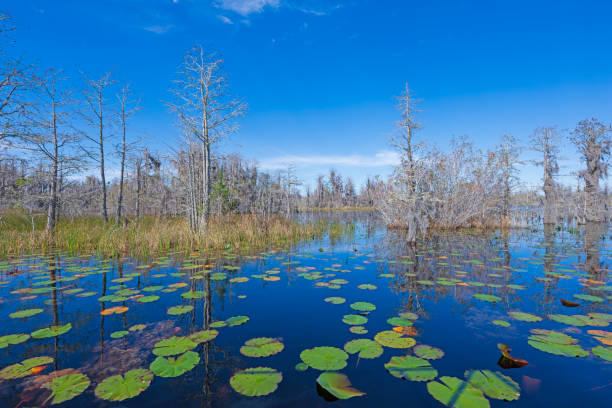 Cypress Trees Growing in the Lily Pads in the Okefenokee National Wildlife Refuge in Georgia