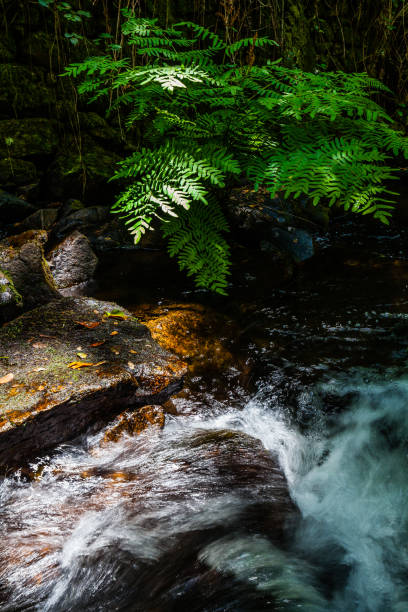 Waterfall flowing through moss covered rocks and green foliage in the English Lake District.