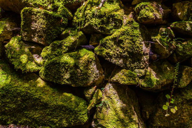 A moss-covered stone wall, overgrown with vines and greenery, nestled within a lush forest
