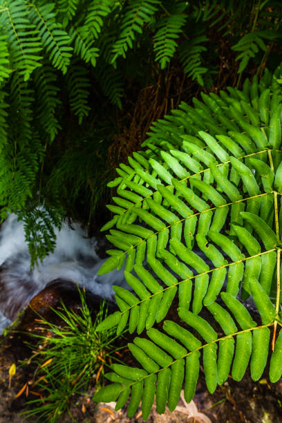 A tranquil forest scene with a small waterfall cascading over rocks, framed by lush green ferns