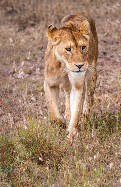 istock A beautiful lioness strides proudly through the savannah 2188261005