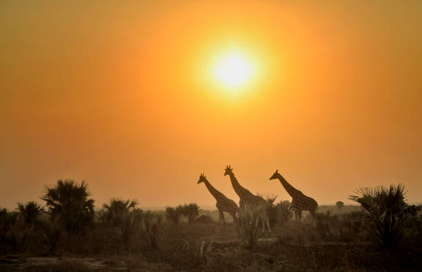 istock 3 Wild Nubian giraffes at sunset in Uganda 2188261185