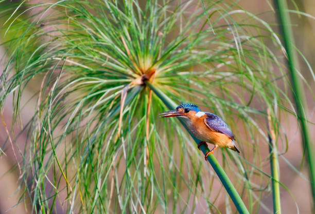 istock Juvenile Malachite kingfisher perching on a grass blade in a marsh with a catch 2188261257