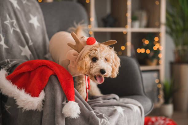 istock Poodle dog wearing a New year costume 2188261278