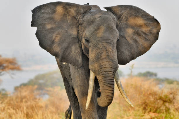 A wild Endangered  (IUCN 3.1) African bush Elephant is seen in this photo.    The photo was taken at sunset.  The ears of the elephant are flailed open.  A lake and open savannah can be seen in the background.