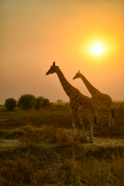 istock 2 Wild Nubian giraffes at sunset in Uganda 2188261340