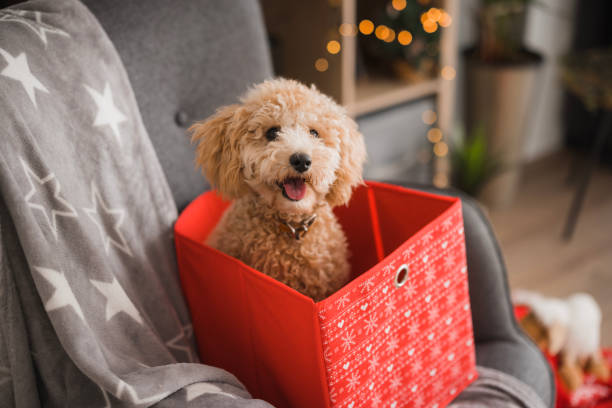 istock Adorable poodle toy sitting in a gift bag 2188261354