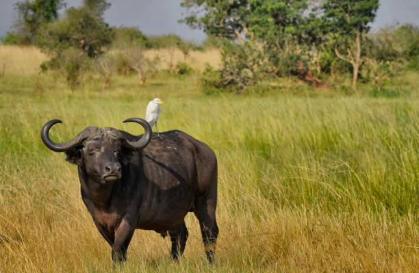 A Wild African Cape Buffalo is seen with an egret on its back in this photo.  The animals in this photo are wild.  The cap buffalo is a very large and dangerous animal found on the African continent.