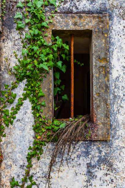 istock A weathered window with rusty bars, partially obscured by overgrown ivy 2188262356