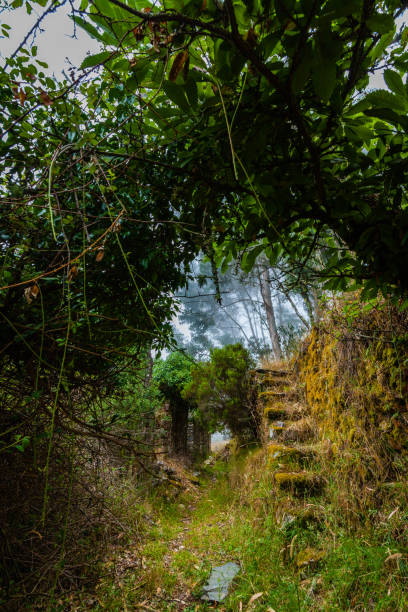 istock A mysterious path leading through a dense, overgrown forest, with stone steps and a stone archway partially hidden by vegetation 2188262445