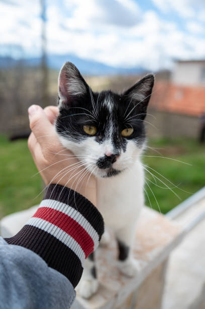 istock Petting black and white cat 2188263445