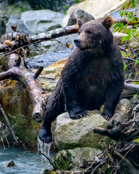 istock Young Grizzly Bear in the Rain 2188264152