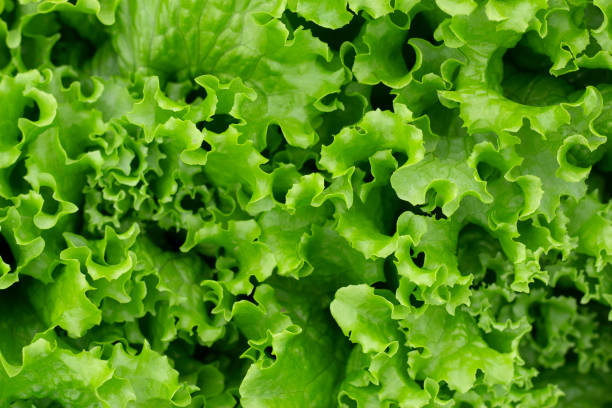 istock fresh green lettuce leaves 2188264444