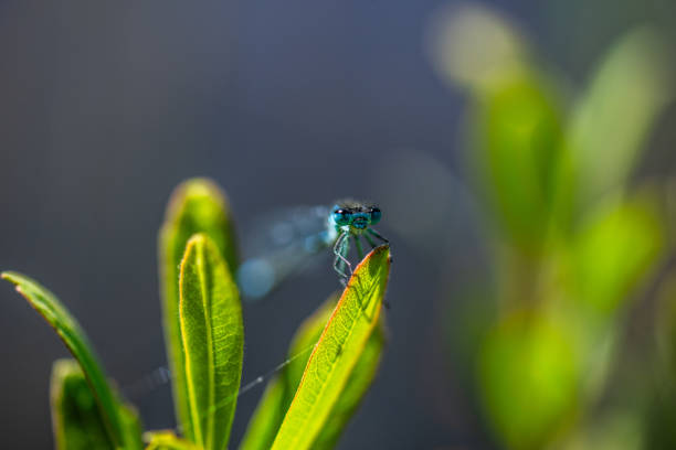 Male banded demoiselle damselfly resting in the reeds along the river Stour near Sudbury in Suffolk.