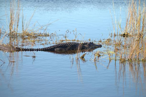 istock Lazy American Alligator 2188267960