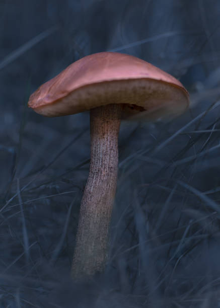 a bolete mushroom stands on a matte grey blue background