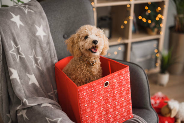 istock Adorable poodle toy sitting in a gift bag 2188268450