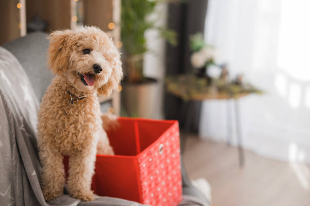 Happy poodle toy received as a Christmas present sitting in a gift box