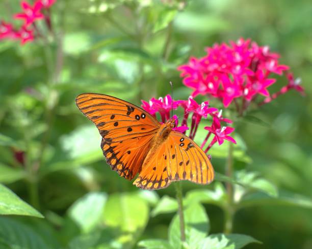 istock Gulf Fritillary Butterfly 2188268519