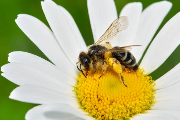 istock Yellow-legged Mining Bee (Andrena flavipes) female collecting pollen on a marguerite 2188270500