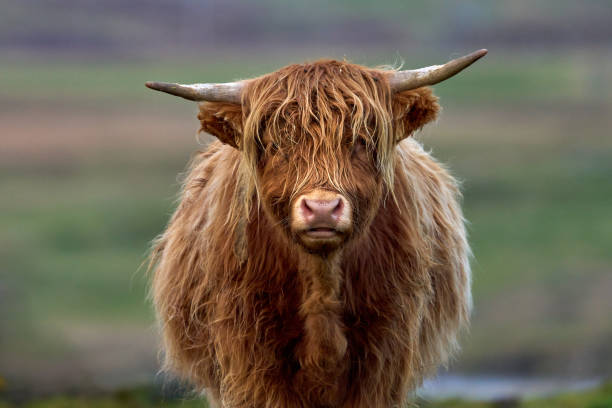 istock Highland Cow posing center to the frame, staring into camera 2188271138