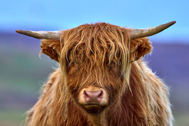 istock Highland Cow posing center to the frame, staring into camera 2188271145