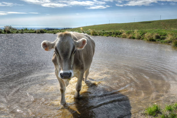 In the Lessinia nature reserve in northern Italy, livestock roams over large areas of pre-alpine hills and mountains.