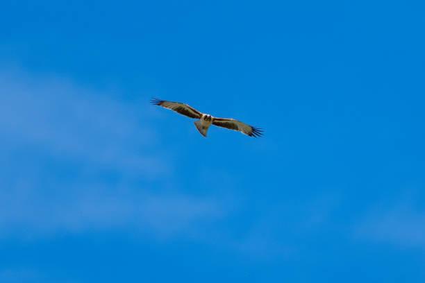 istock A Little Eagle flying in the Blue Sky 2188276686