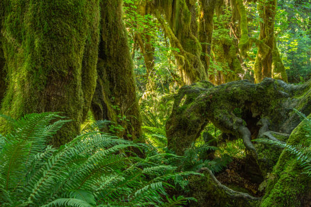 Ferns and Moss covered branches in the Hoh rainforest, Olympic National Park.