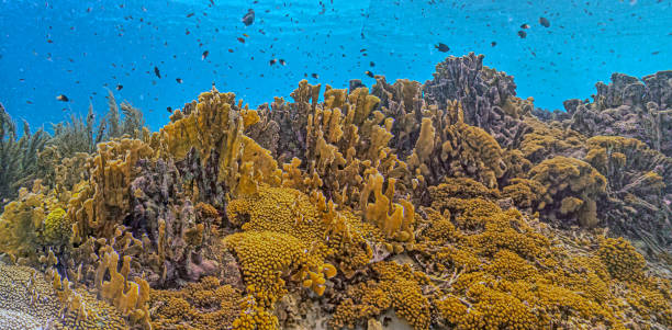 istock Caribbean coral garden, Bonaire 2188278350