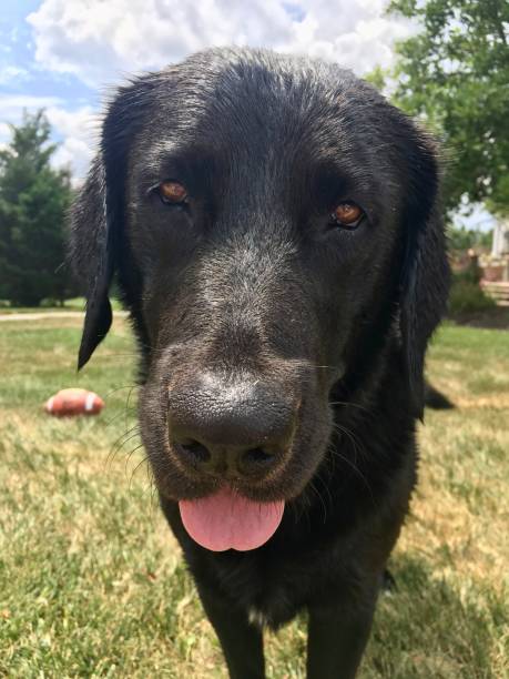 istock Black Lab with Football on the Grass 2188281878