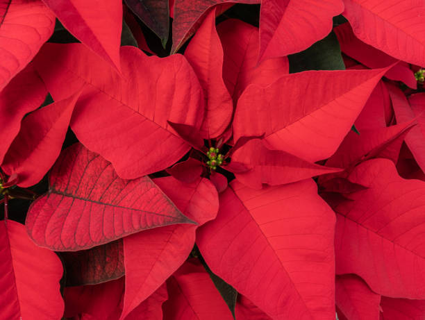 istock Beautiful Holiday Red Pointsettia 2188283227