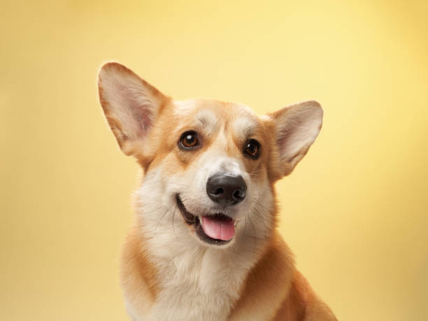 istock Smiling Welsh Corgi close-up 2188284106