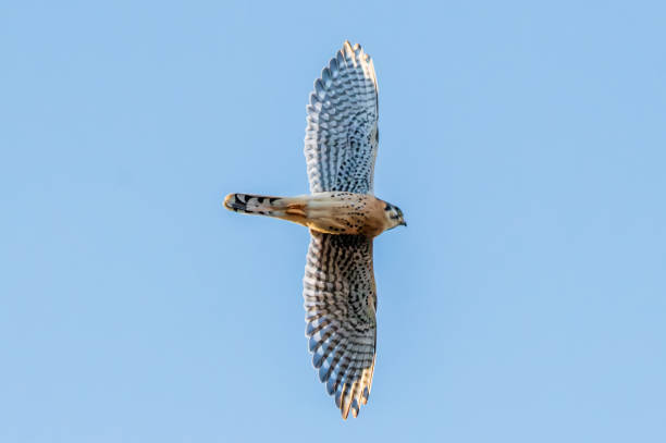 istock American Kestrel in flight 2188286860