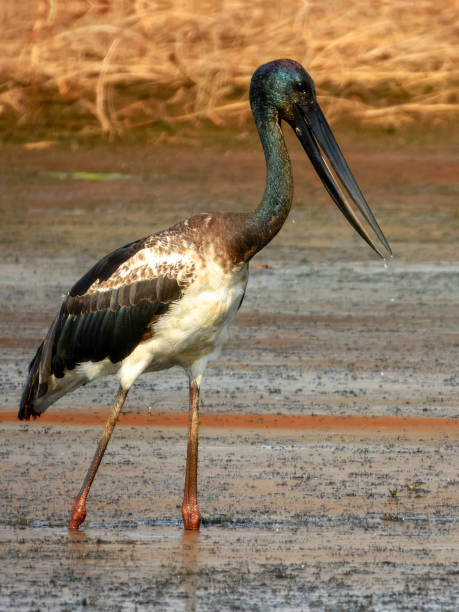 istock Black-necked Stork (Ephippiorhynchus asiaticus) in Australia 2188290575