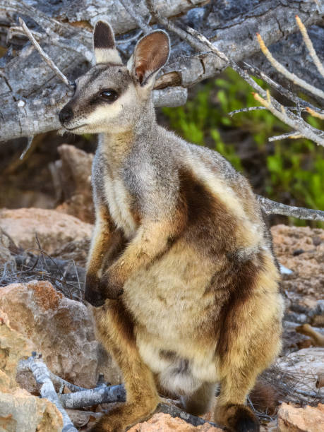 istock Black-flanked Rock Wallaby (Petrogale lateralis) in Australia 2188290635