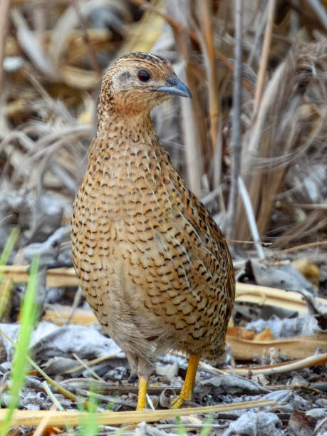 istock Brown Quail (Synoicus ypsilophorus) in Australia 2188290830