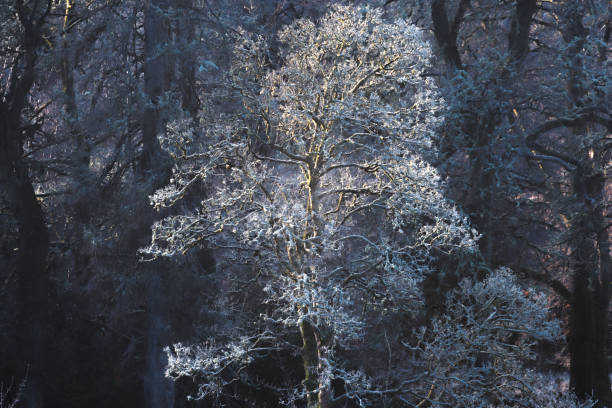 Forest landscape, morning ice cold dew rises from agricultur ground against cold tree that is back lit by the morning sun